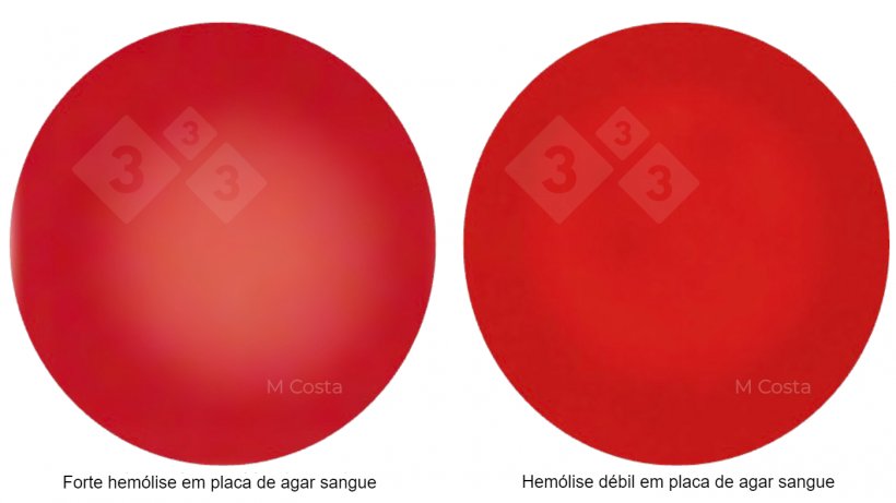 Figura 1. Diferença visual entre estirpes de Brachyspira fortemente hemolíticas (esquerda) e fracamente hemolíticas (direita). Fotografias tiradas em ágar sangue de carneiro a 5%, a transparência é indicativa de hemólise (degradação dos glóbulos vermelhos).