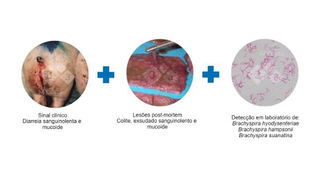 Figura 2. Testes sugeridos para confirmar o diagnóstico de disenteria suína.