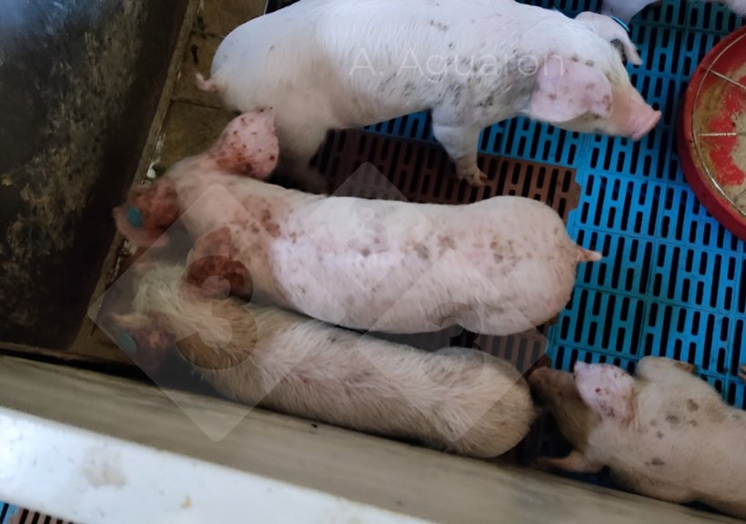Figura 3.&nbsp;Em mais de 40% das sec&ccedil;&otilde;es de pele de su&iacute;nos com Epidermitis Exudativa, ficou comprovado que havia infec&ccedil;&atilde;o concorrente de PCV2 e PPV juntamente com Staphylococcus hyicus.&nbsp;
