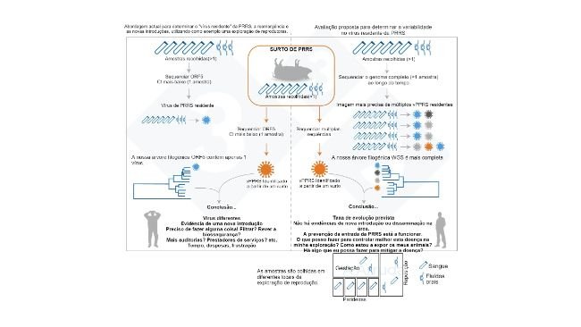 Figura 1. Ilustração de um exemplo da abordagem actual habitual para determinar a variante de vPRRS dentro de uma exploração (painel da esquerda) e a nossa proposta de avaliação para  determinar a variabilidade dos vPRRS residentes (painel da direita).