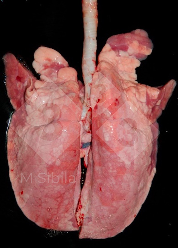 Figura 1. Vista dorsal de um pulmão mostrando lesões de consolidação pulmonar cranioventral (CVPC) causadas por M. hyopneumoniae.

