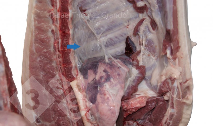 Figura 2. Pleurite detectada no sistema respiratório dos suínos no matadouro.