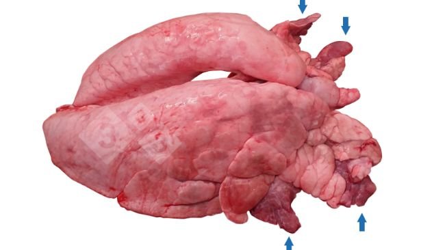 Figura 1. Consolidação pulmonar crónica e neo-ventral (CVPC) em suínos.