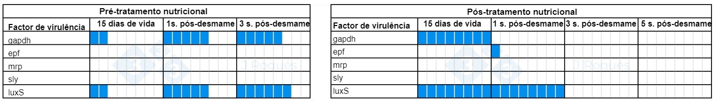 Tabela 1. Evolução dos factores de virulência detectados em Streptococcus suis após a incorporação de AGCC e AGCM