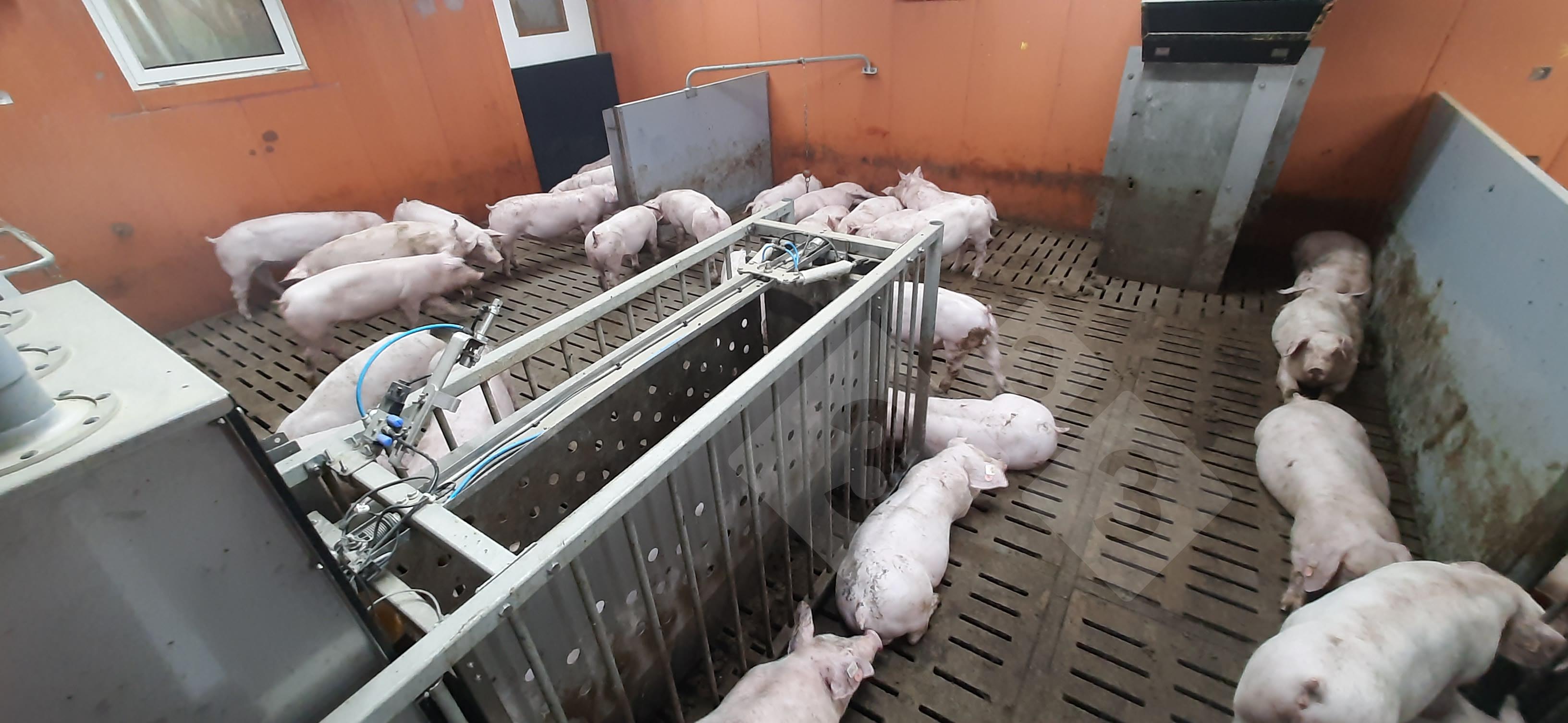 Engordas com um sistema de alimentação individualizado