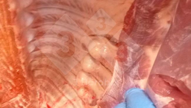 Figura 1. Exostose nas costelas de um porco abatido