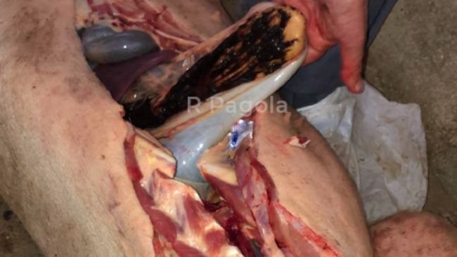 Fotografia 3. Úlcera hemorrágica de um porco afectado