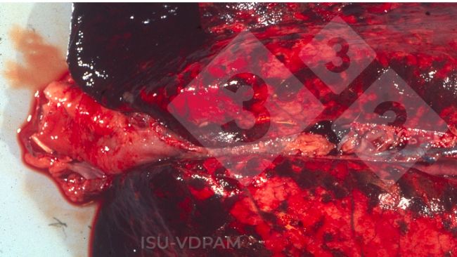 Figura 1: Les&otilde;es pulmonares necro-hemorr&aacute;gicas e necro-hemorr&aacute;gicas t&oacute;xicas associadas &agrave; infec&ccedil;&atilde;o.Fonte:&nbsp;ISU-VDPAM.
