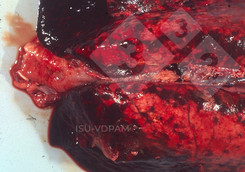 Figura 1: Lesões pulmonares necro-hemorrágicas e necro-hemorrágicas tóxicas associadas à infecção.Fonte:&nbsp;ISU-VDPAM.
