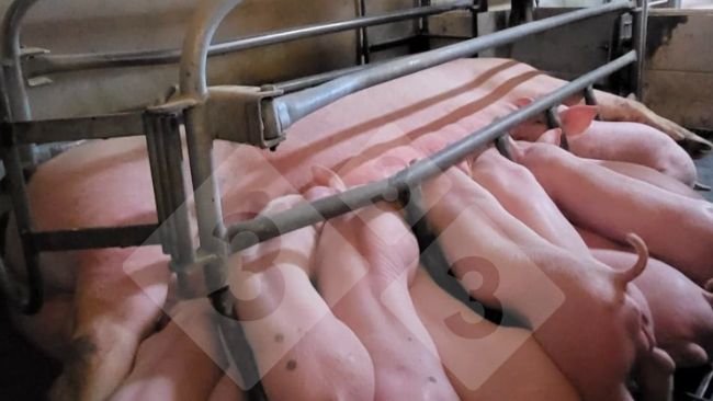 Imagem 1. Sistema de alimentação de precisão na maternidade (cortesía de Nosia).