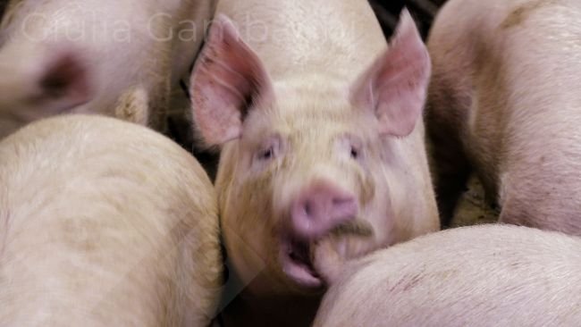 Foto 3: Porco no acto de morder a cauda a um companheiro.