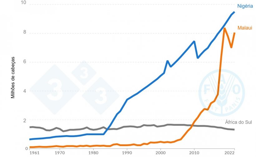 Gráfico do censo suíno que mostra a tendência de crescimento na Nigéria, Malawi e África do Sul entre 1961 e 2022. Fonte: Organização das Nações Unidas para a Alimentação e Agricultura (FAO 2023)