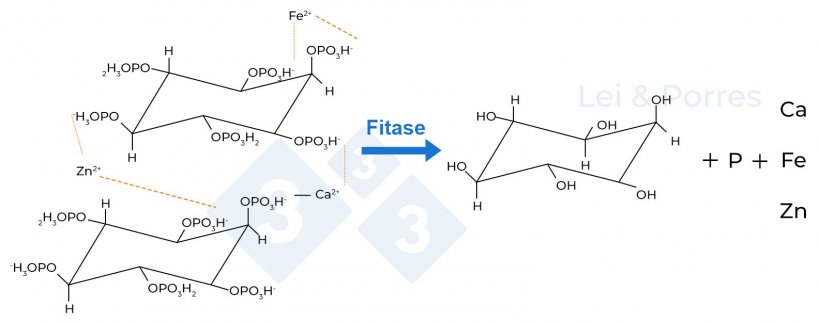Figura 2. Representação da hidrólise completa do ácido fítico por acção da fitase, processo do qual se obtém inositol, fosfato e outros elementos como Cálcio (Ca), Ferro (Fe), Zinco (Zn), aminoácidos ou outros nutrientes que estão ligados ao ácido fítico (Lei e Porres, 2003).