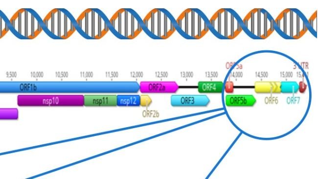 Figura 1: Representação esquemática de um genoma completo do vPRRS (GenBank U87392) e das regiões-alvo nos diferentes testes de diagnóstico. Nos EUA, os testes RT-PCR para detetar vírus vivos modificados semelhantes a vacinas (MLV) têm como alvo a região nsp2, e a sequenciação CLAMP para bloquear a amplificação de vírus vacinais MLV durante a sequenciação Sanger tem como alvo o gene ORF5..