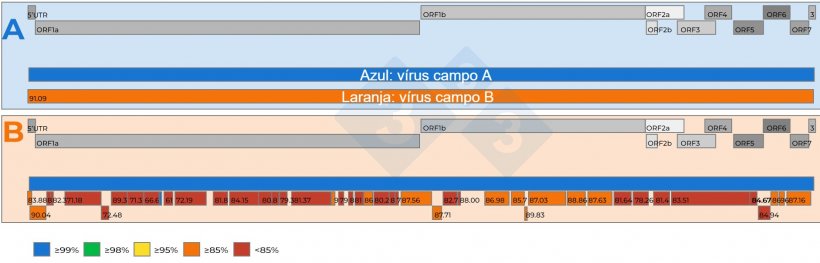 Figura&nbsp;2: A) Representação esquemática de uma representação esquemática de uma comparação de duas sequências completas do gene vPRRS recuperadas de amostras de soro agrupadas a 15:1 com um Ct de 18,4. Foi estabelecido um vírus de referência (cor azul). O nível de semelhança nucleotídica entre os vírus é representado por números nas caixas vermelhas. O nível de semelhança de nucleótidos entre os fragmentos de genoma recuperados do segundo vírus é codificado por cores e também representado por números nas caixas vermelhas. Os genes do genoma do vPRRS estão representados na parte superior dos painéis A e B. As ORFs individuais presentes numa sequência completa do genoma do vPRRS estão representadas na parte superior dos painéis A e B..
