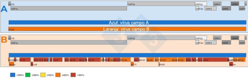 Figura&nbsp;2: A) Representação esquemática de uma representação esquemática de uma comparação de duas sequências completas do gene vPRRS recuperadas de amostras de soro agrupadas a 15:1 com um Ct de 18,4. Foi estabelecido um vírus de referência (cor azul). O nível de semelhança nucleotídica entre os vírus é representado por números nas caixas vermelhas. O nível de semelhança de nucleótidos entre os fragmentos de genoma recuperados do segundo vírus é codificado por cores e também representado por números nas caixas vermelhas. Os genes do genoma do vPRRS estão representados na parte superior dos painéis A e B. As ORFs individuais presentes numa sequência completa do genoma do vPRRS estão representadas na parte superior dos painéis A e B..
