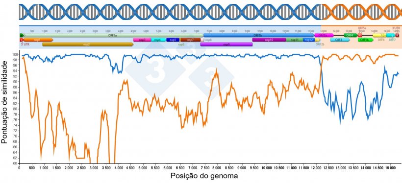 Figura 1: Representação de uma recombinação que gera um novo vírus. A região anterior e posterior aos pontos de intersecção das duas linhas indica a porção de genomas recebidos dos dois vírus parentais. As regiões do genoma são mostradas na parte superior.