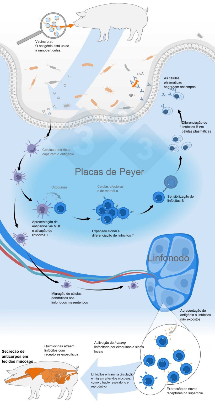 Esquema de activação do sistema imunitário comum das mucosas
