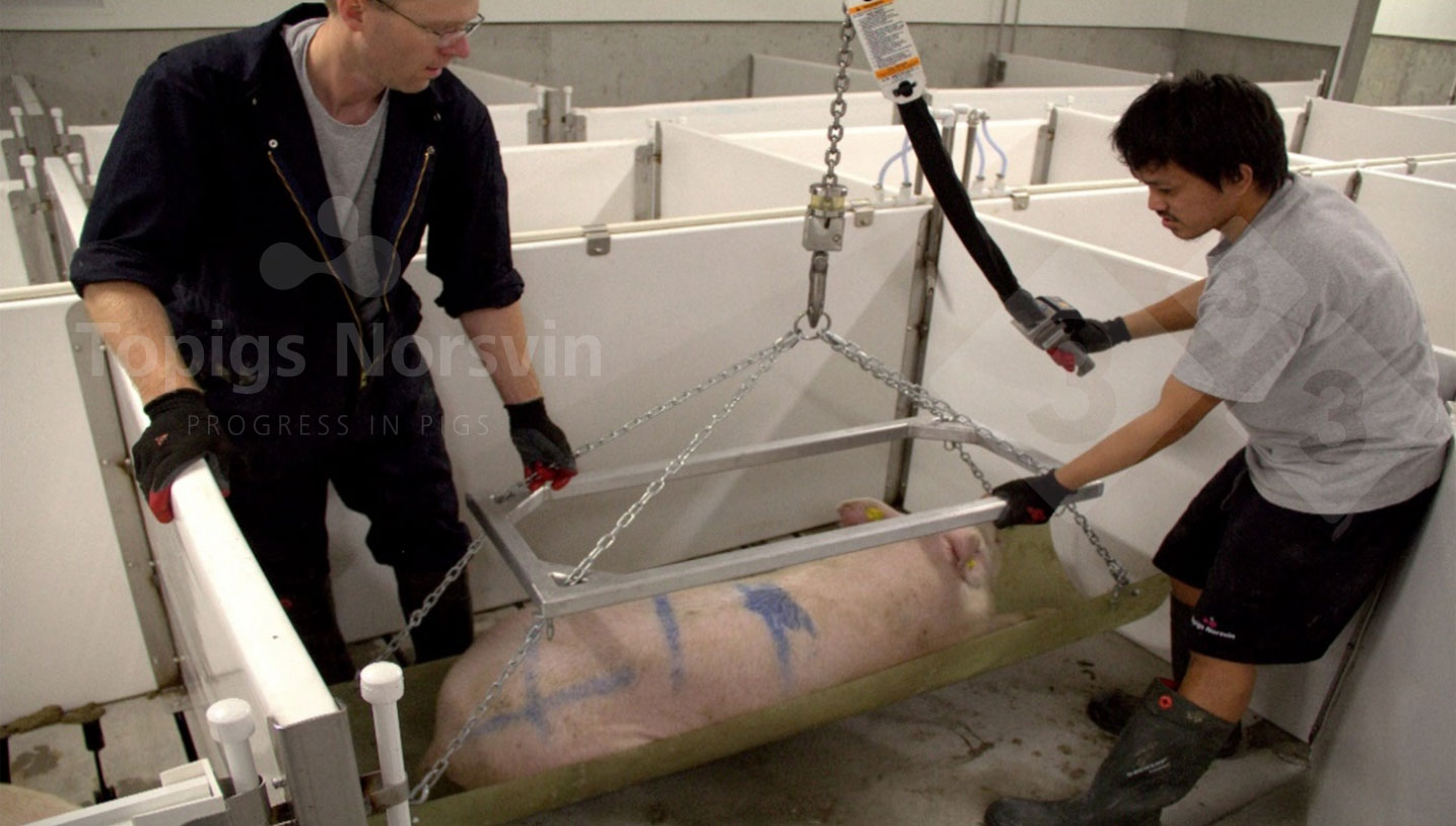 Figura 2. Os animais s&atilde;o sedados para os manter calmos durante o processo.