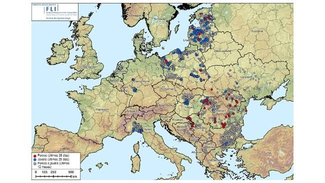 Figura 1. Focos de Peste Suína Africana (genótipo II) na Albânia, Países Bálticos, Bósnia e Herzegovina, Bulgária, Alemanha, Grécia, Itália, Kosovo, Croácia, Moldávia, Montenegro, Macedónia do Norte, Polónia, Roménia, Suécia, Sérvia, Eslováquia, República Checa, Ucrânia e Hungria (20/08/2024 a 20/08/2025). Fonte dos dados: ADIS, TSN (em 20/08/2025 - 08:40)