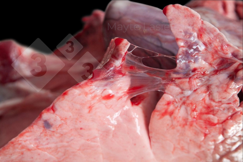 <p>Pleurite cranial</p>
