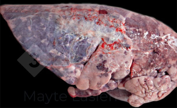 Pleurite dorsocaudal
