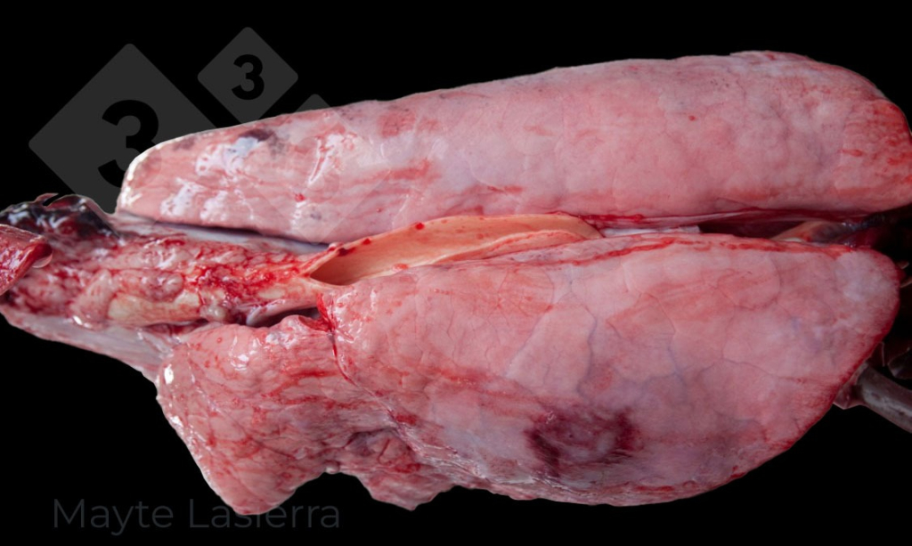 <p>Pleurite dorsocaudal</p>
