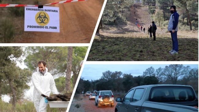 Figura 2: Simulacros de PPA en jabalíes.