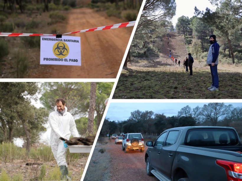 Figura 2: Simulacros&nbsp;de PPA en jabal&iacute;es.
