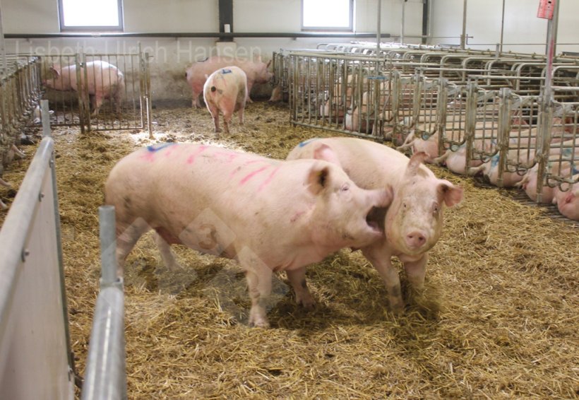 Foto 1: Corral de cubrici&oacute;n&nbsp;dan&eacute;s utilizado para la mezcla - cama profunda con paja
