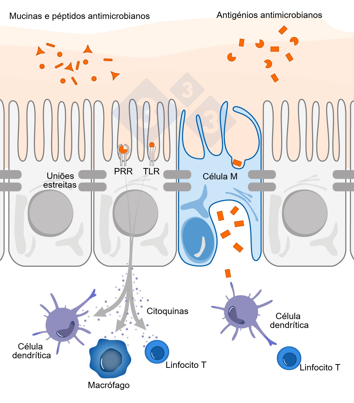 <p>Figura 1. Esquema ilustrativo do mecanismo de ação das células imunes intestinais em resposta a ameaças externas.</p>