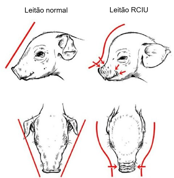Figura 2. Cr&acirc;nio caracter&iacute;stico em forma de golfinho em leit&otilde;es com RCIU (Hales et al., 2014).
