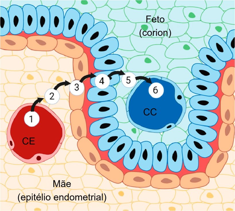 Figura 3. Placenta de porco e as suas seis camadas: (1) capilares endometriais, (2) interst&iacute;cio endometrial, (3) epit&eacute;lio endometrial, (4) epit&eacute;lio trofobl&aacute;stico, (5) interst&iacute;cio cori&oacute;nico e (6) capilares cori&oacute;nicos. Fonte:Almeida &amp; Alvarenga, 2022.
