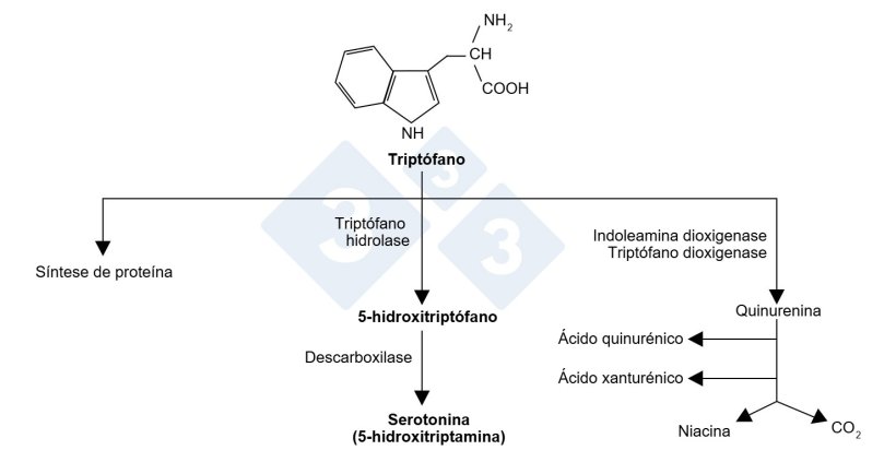 Figura 1. Molécula de triptófano e as suas vias