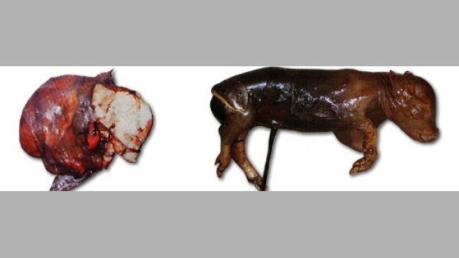 Lechones nacidos muertos