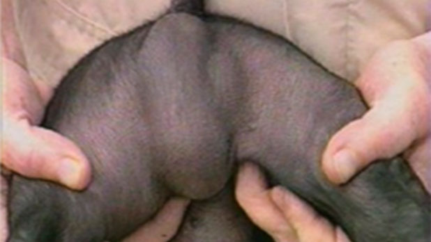 Hernias y criptorquidia