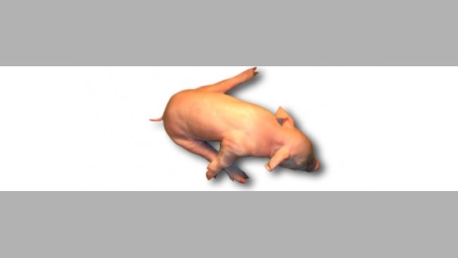 Lechón con splayleg