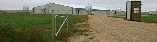 Granja de cerdos