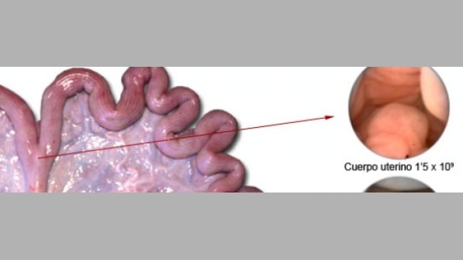 inseminação artificial porca