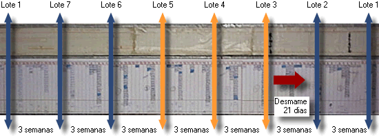 planning 3 semanas transição1