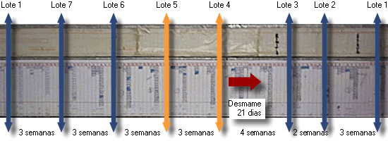 planning 3 semanas transição2