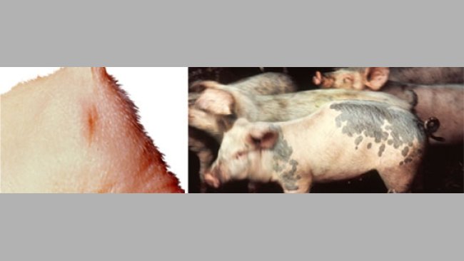 Atresia - la inviabilidad conduce a la muerte y a la pérdida económica. 	 Cifosis - común en algunas explotaciones aunque la mayoría de cerdos sobreviven y crecen normalmente.