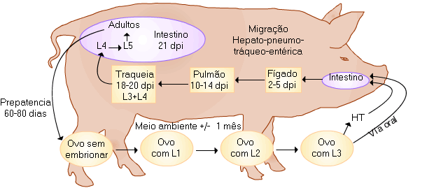 Ciclo_ascaris_suum