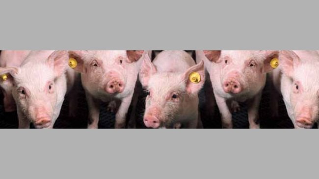 Producción porcina en Holanda en 2010