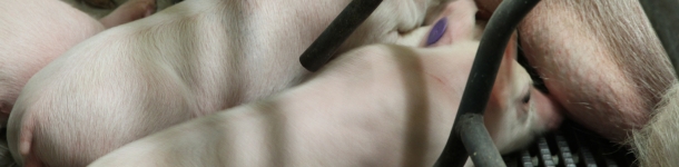 Porca adoptante: são muito úteis mas cuidado com os seus registos