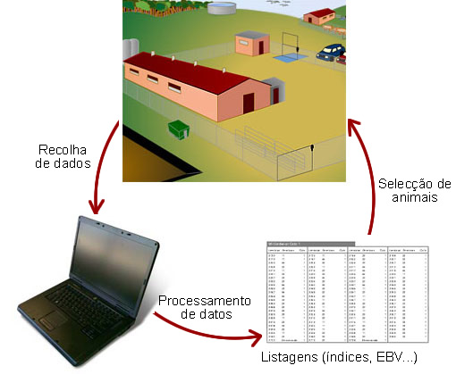 ciclo recolha de dados