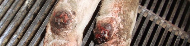 Desprendimiento del dígito auxiliar