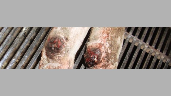 Desprendimiento del dígito auxiliar