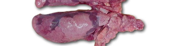 Pulmones del lechón de 10 semanas necropsiado.