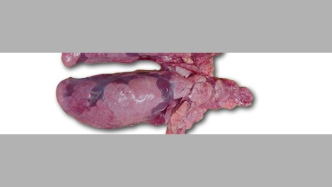 Pulmones del lechón de 10 semanas necropsiado.